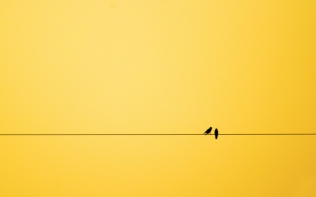 birds-talking-free-desktop-wallpaper-2560x1600